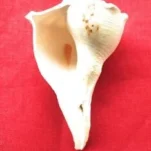 दक्षिणावर्ती शंख shankh dakshinavarti