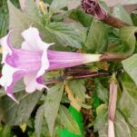 काला धतूरे की जड़