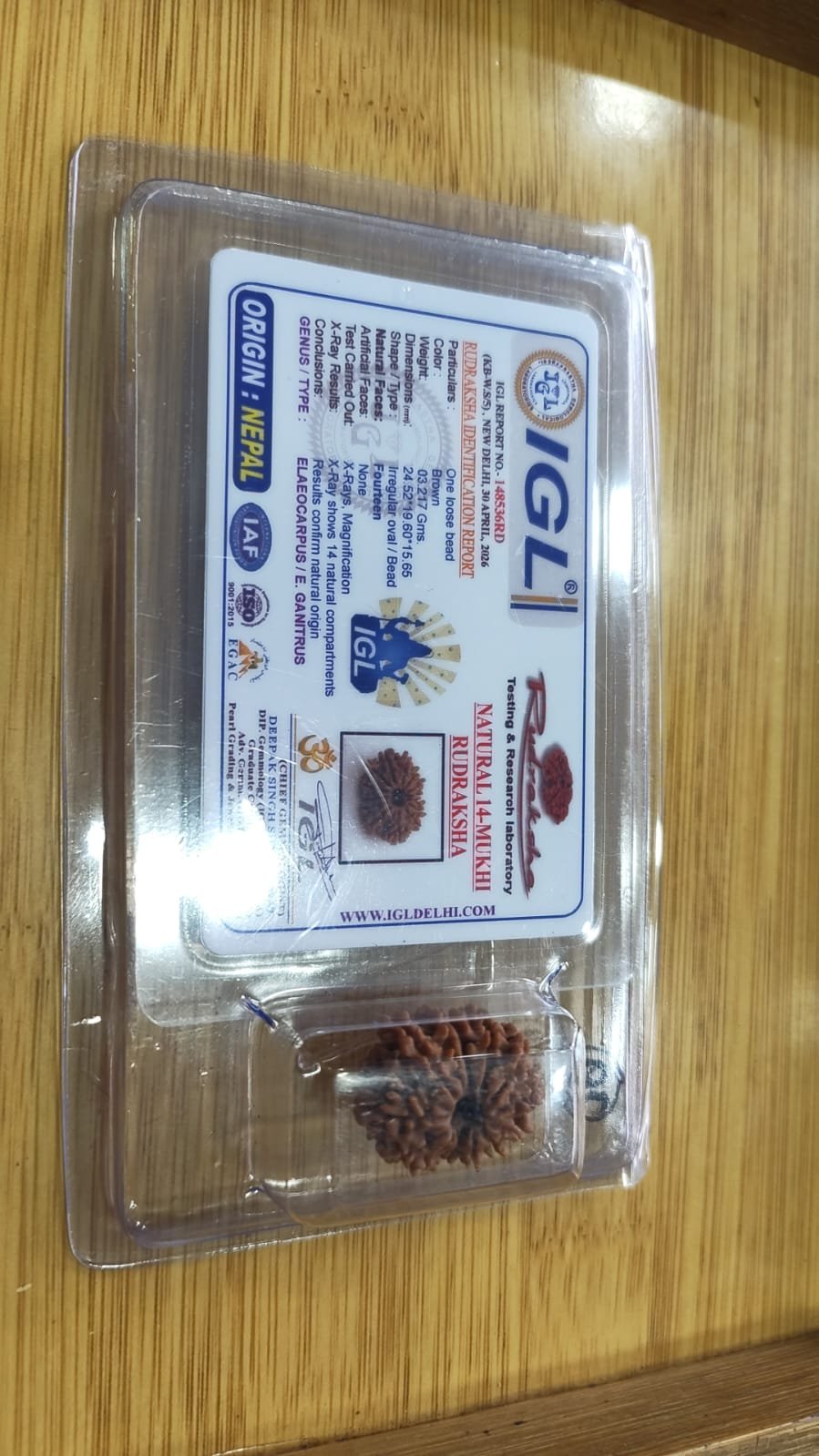 14 Mukhi rudraksha nepali - Image 2